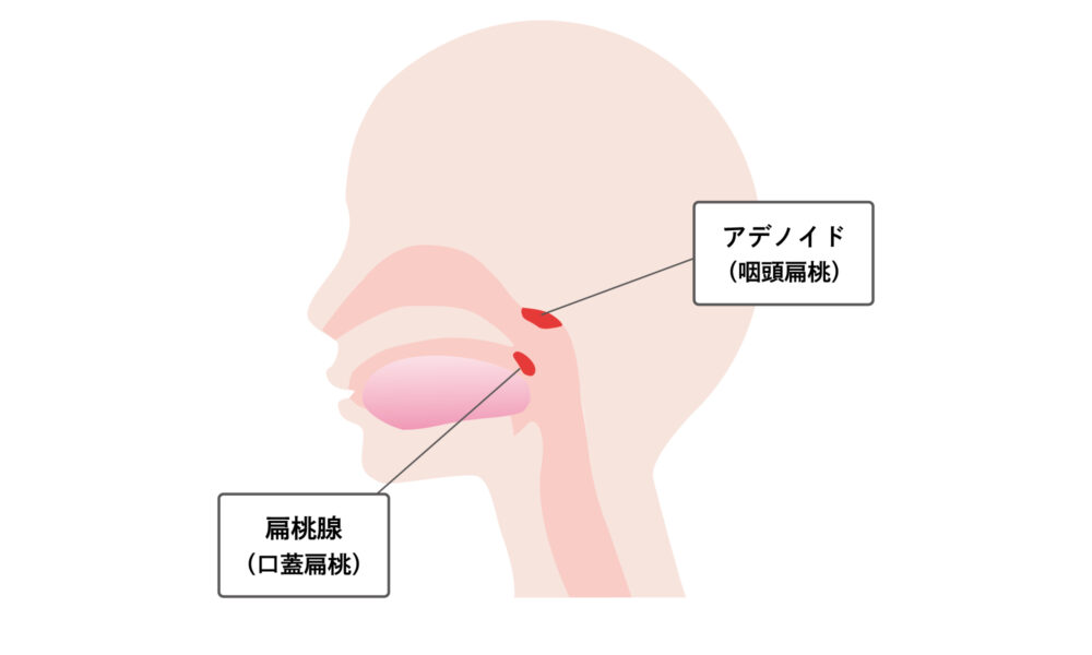 扁桃